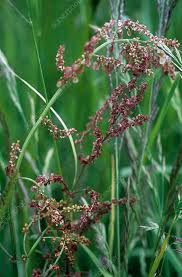 Attēlu rezultāti vaicājumam “Rumex acetosa”