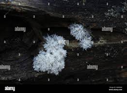 Attēlu rezultāti vaicājumam “Tilachlidium brachiatum”