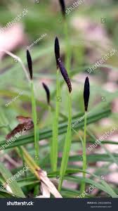Attēlu rezultāti vaicājumam “Carex pilosa leaf”