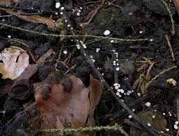 Attēlu rezultāti vaicājumam “Hymenoscyphus fraxineus”