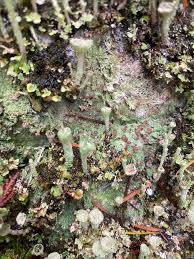 Attēlu rezultāti vaicājumam “Baeomyces rufus”