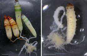 Attēlu rezultāti vaicājumam “Leucochloridium paradoxum larva”