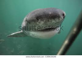 Image result for Notorynchus cepedianus