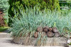 Attēlu rezultāti vaicājumam “Leymus arenarius”