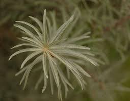 Attēlu rezultāti vaicājumam “Hippophae rhamnoides female flower”