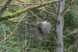 Attēlu rezultāti vaicājumam “Ciconia nigra nest”
