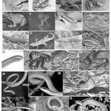 Attēlu rezultāti vaicājumam “Collaria rubens spores”