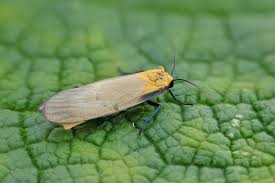 Attēlu rezultāti vaicājumam “Lithosia quadra male”