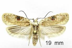 Attēlu rezultāti vaicājumam “Agonopterix alstromeriana”