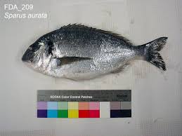 Image result for Sparus aurata