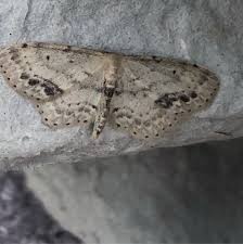 Attēlu rezultāti vaicājumam “Idaea dimidiata”