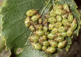 Attēlu rezultāti vaicājumam “Elasmucha grisea imago”