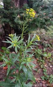 Attēlu rezultāti vaicājumam “Erysimum cheiranthoides”