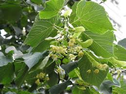 Attēlu rezultāti vaicājumam “Tilia platyphyllos subsp. cordifolia”