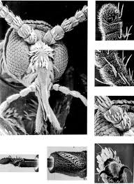 Attēlu rezultāti vaicājumam “Bayeriola thymicola”