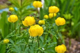 Attēlu rezultāti vaicājumam “Trollius europaeus”