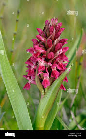 Attēlu rezultāti vaicājumam “Dactylorhiza cruenta leaf”