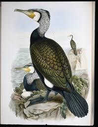 Attēlu rezultāti vaicājumam “Phalacrocorax carbo”