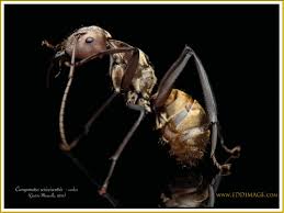 Attēlu rezultāti vaicājumam “Diderma cinereum macro”