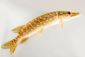Image result for Esox lucius