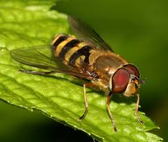 Attēlu rezultāti vaicājumam “Syrphus torvus”