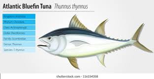 Image result for Thunnus atlanticus