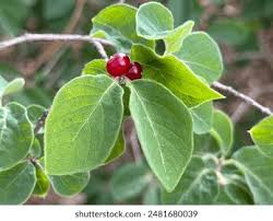 Attēlu rezultāti vaicājumam “Lonicera xylosteum fruit”