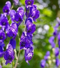 Attēlu rezultāti vaicājumam “Aconitum napellus flower”