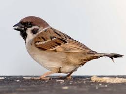 Attēlu rezultāti vaicājumam “Passer montanus adult”