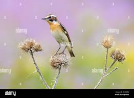 Attēlu rezultāti vaicājumam “Saxicola rubetra adult”