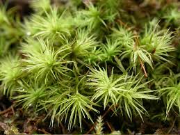 Attēlu rezultāti vaicājumam “Heterotrichia pomiformis (syn. Arcyria pomiformis)”