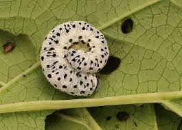 Attēlu rezultāti vaicājumam “Tenthredo scrophulariae larva”
