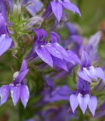 Attēlu rezultāti vaicājumam “Lobeliaceae”
