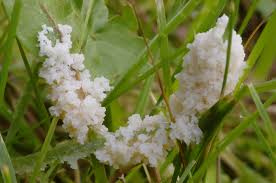 Attēlu rezultāti vaicājumam “Didymium spongiosum spores”