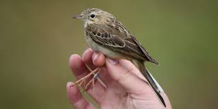 Image result for Anthus godlewskii