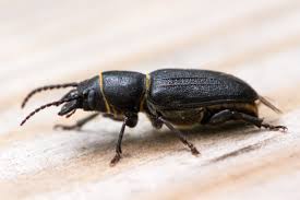 Attēlu rezultāti vaicājumam “Spondylis buprestoides”