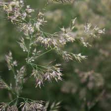 Attēlu rezultāti vaicājumam “Calamagrostis purpurea flower”