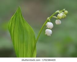 Attēlu rezultāti vaicājumam “Convallaria majalis leaf”