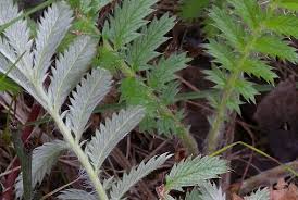 Attēlu rezultāti vaicājumam “Argentina anserina leaf”