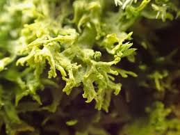 Attēlu rezultāti vaicājumam “Metzgeria violacea”