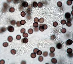 Attēlu rezultāti vaicājumam “Fuligo cinerea”