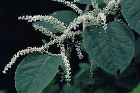 Attēlu rezultāti vaicājumam “Reynoutria japonica flower”