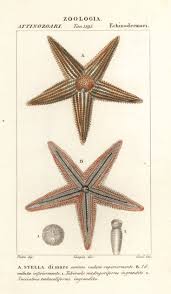 Image result for Asterias rubens