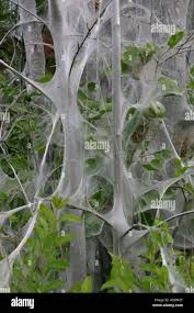 Attēlu rezultāti vaicājumam “Yponomeuta evonymella larva”