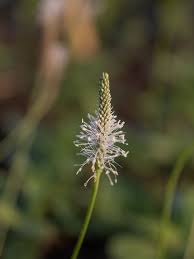 Attēlu rezultāti vaicājumam “Plantago media”