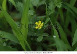 Attēlu rezultāti vaicājumam “Potentilla supina”