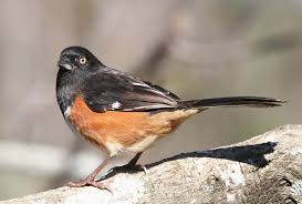 Image result for Pipilo erythrophthalmus