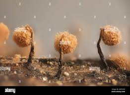 Attēlu rezultāti vaicājumam “Cribraria intricata spores”