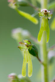 Attēlu rezultāti vaicājumam “Listera ovata flower”