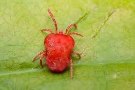 Attēlu rezultāti vaicājumam “Trombidiidae”
